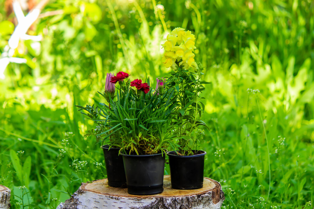 bloemen en planten in de zomer
